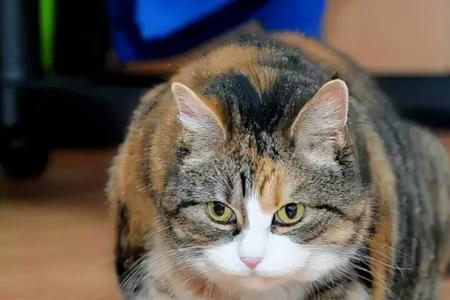 猫咪吃糖纸是怎么回事