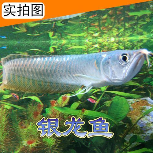 银龙鱼最近胆子小是怎么回事