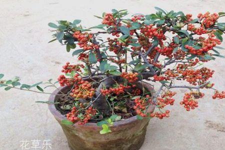 火棘树一般多少岁结果