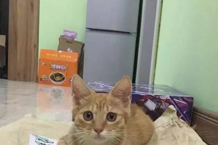 一只流浪猫来到家里意味着什么