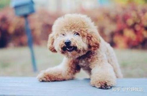 为何我家的泰迪走路总是弓着背