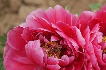 春天买的裸根牡丹怎么种植