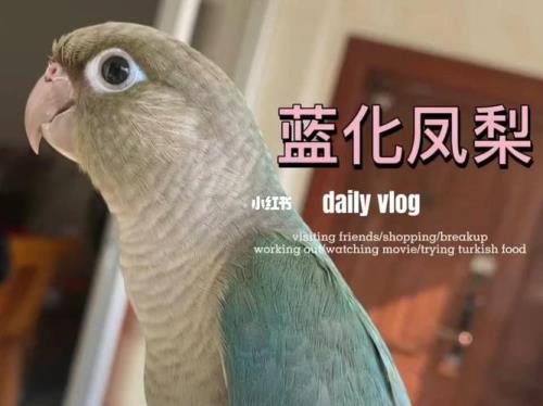 凤梨鹦鹉多大尺寸