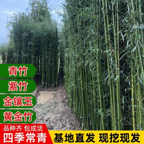 四季竹会越种越多吗