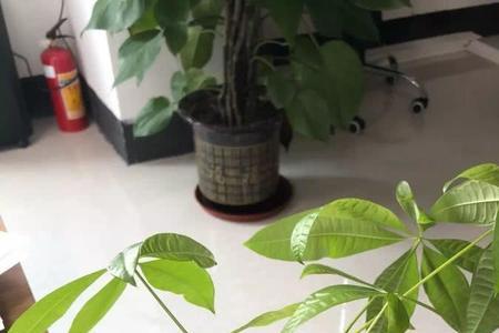 发财树不生根的处理方法