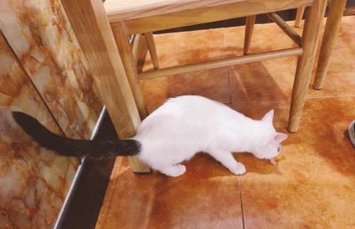 猫咪尾巴怎么包扎才不会甩掉