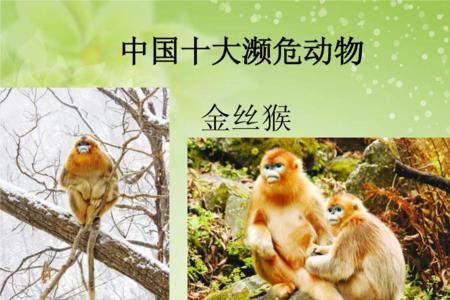 金丝猴为什么不会搭窝
