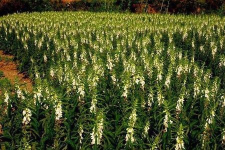 河北六月份种芝麻合适吗