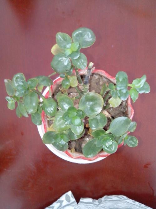 什么植物名字带欣