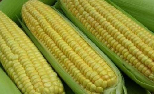 夏天鲜玉米怎么样邮寄