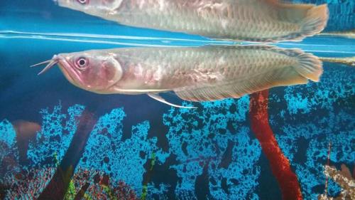 银龙鱼是哪层鱼