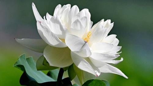 白莲花十个特征