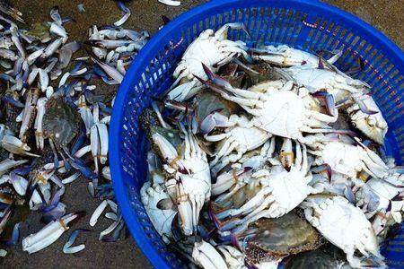 死的梭子蟹能卖几天