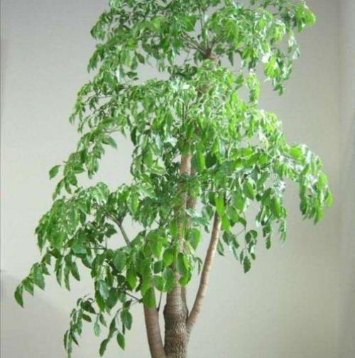 地栽的大型幸福树冬天冻死吗
