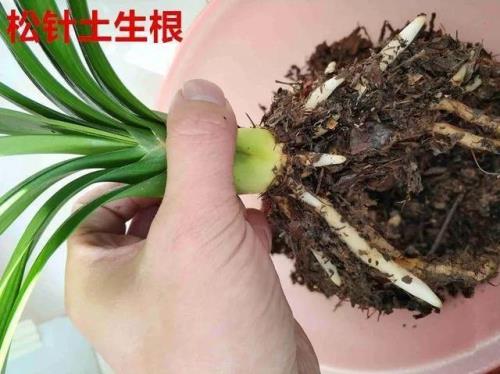 有茎君子兰怎么看纯不纯