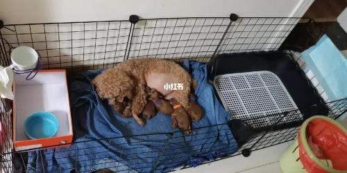 泰迪出生一天能断尾吗