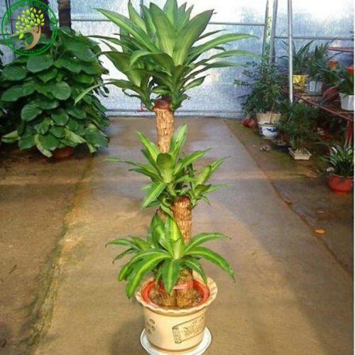 甲醇能杀死树吗
