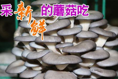 玉米桔梗怎样种平菇
