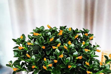 室内四季开花好养的挂藤植物