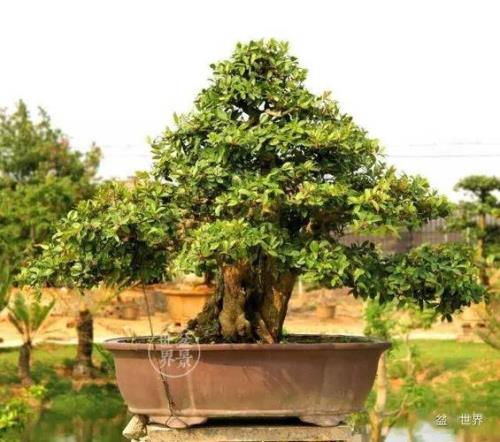 红牛里面加的是什么植物