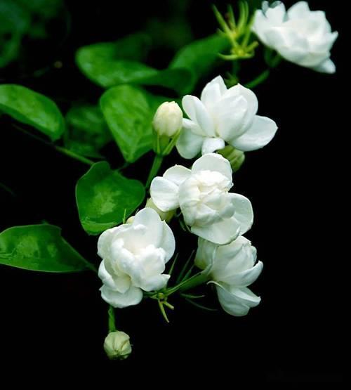 茉莉花落地结局