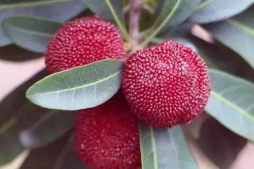 九月杨梅树可以锯大枝吗