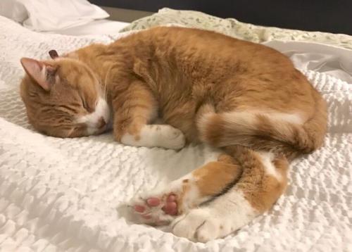 猫压床是什么意思