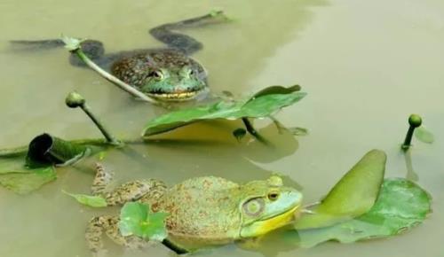 海水蚓螺天敌