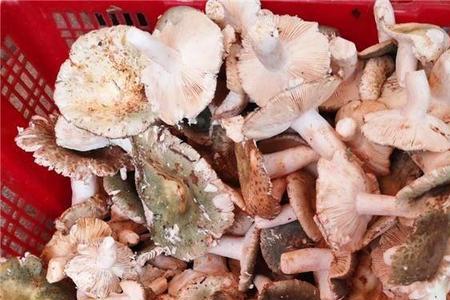 野生菌过油时间