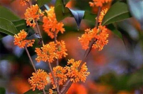取名桂花的含义