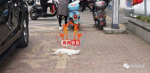 为什么马路上总有死猫