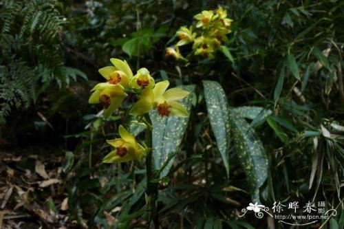 黄花鹤顶兰介绍