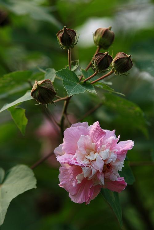 芙蓉花几月败落