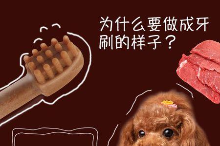 两个月的泰迪用什么磨牙好