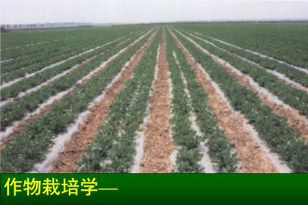 花生栽培管理技术