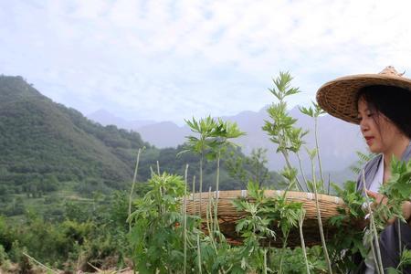 艾叶种植周期是几年