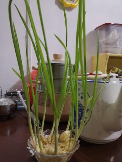 大蒜种植前要泡多久