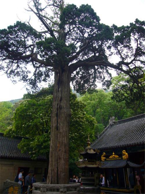 松柏的对比句