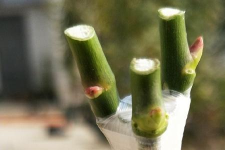 榆树嫁接月季的最佳时间