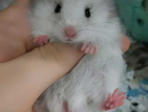 仓鼠是尿在身上怎么办