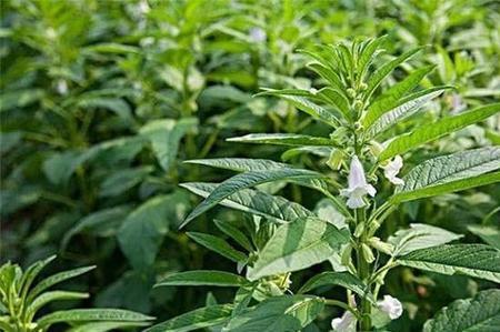 树下能种芝麻吗