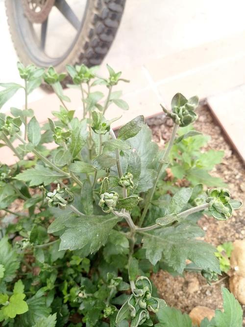 菊花里为啥有飞虫