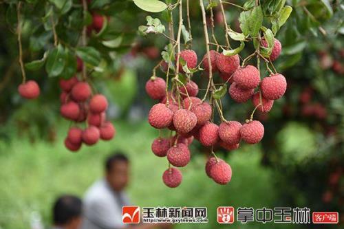 荔枝新品种