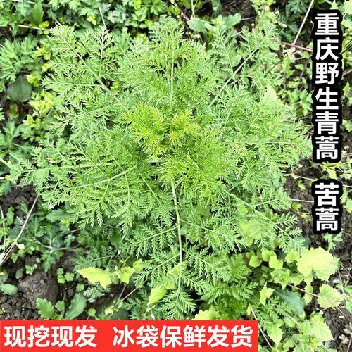 苦蒿的正宗做法