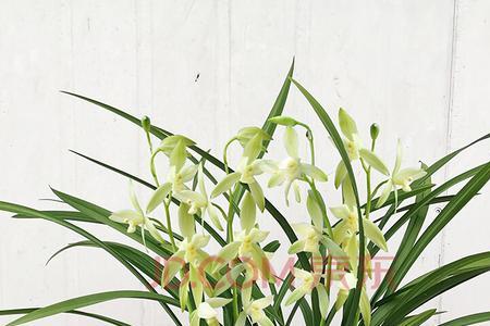 建兰和春哪个开花好看