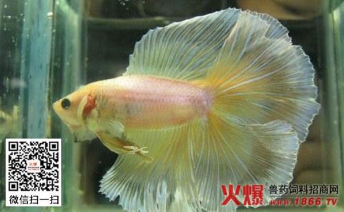 母斗鱼被伤还该继续繁殖吗