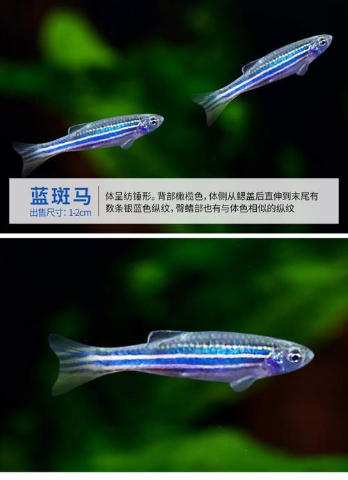 热带斑马鱼能长多大