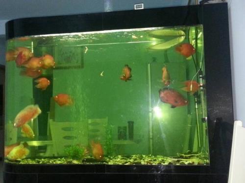 26度水温适合养什么鱼