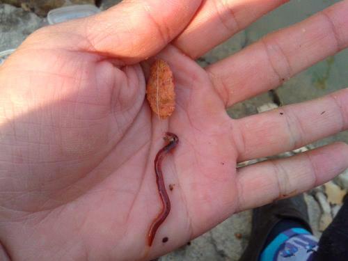 是谁发明钓鱼用蚯蚓的