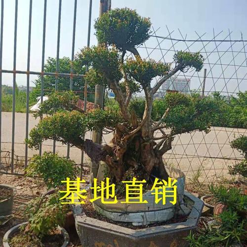 赤楠盆景怕强光吗
